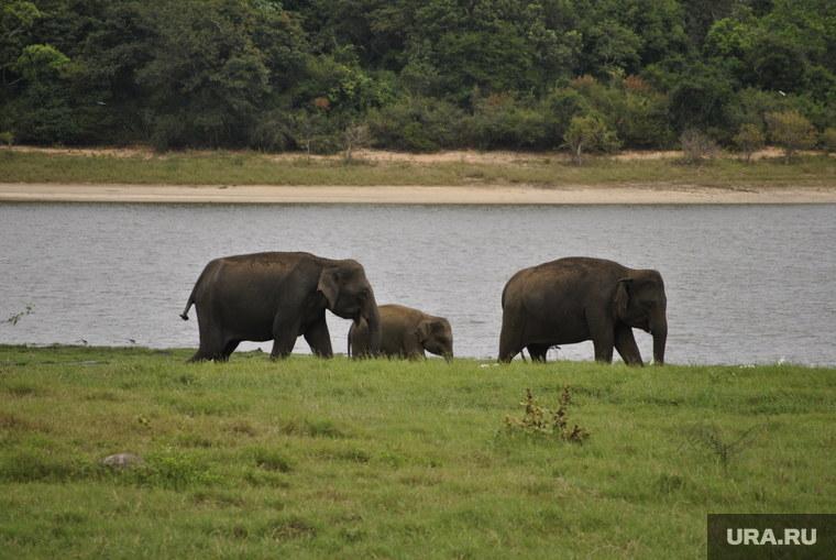 Шри-Ланка, слон
