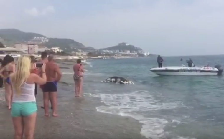Туристов перепугала туша дохлой коровы на популярном пляже