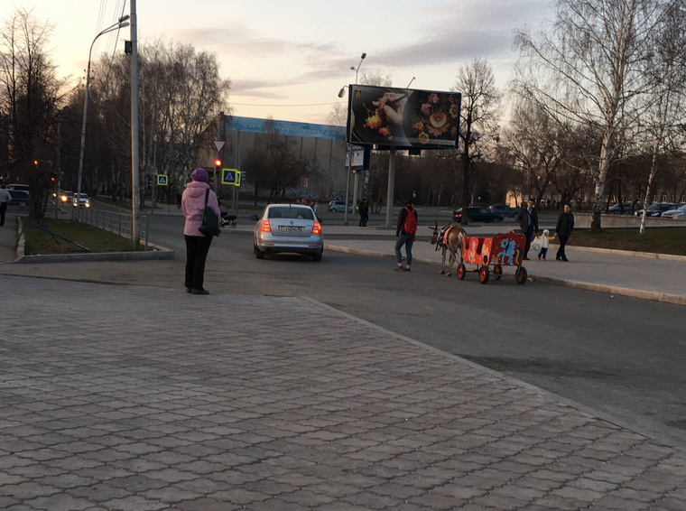 Олененок везет тележку