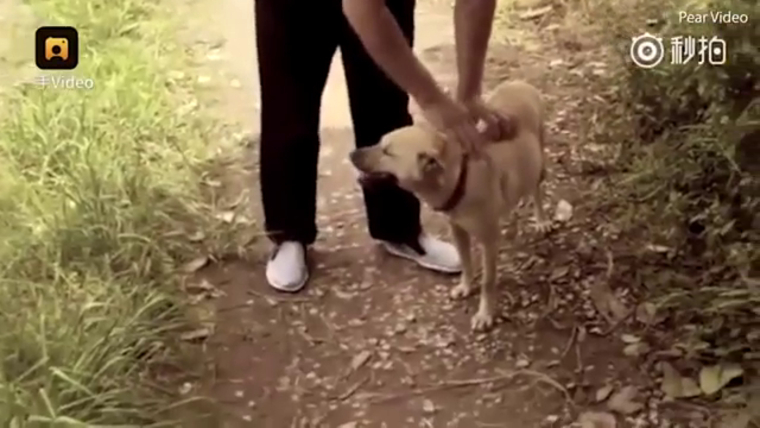 Пес откопал в парке живого ребенка