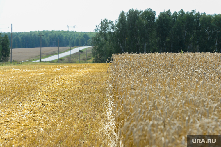Дубровский и пшеница Челябинск, поле, пшеница, урожай, нива, жнивье, стерня