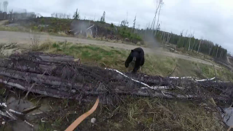 В Канаде охотник едва не стал добычей медведя
