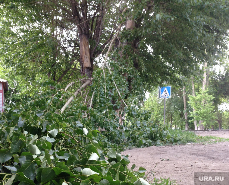 Тюмень. Поваленные деревья. Сильный ветер. 17.06, ураган поваленные деревья