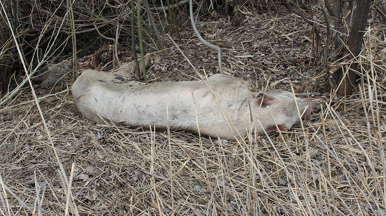 Трупы обследованы на сибирскую язву и африканскую чуму свиней