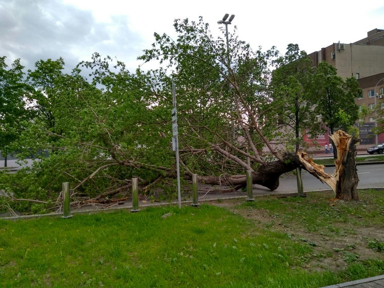 Упавшее дерево перегородило улицу Ельцина