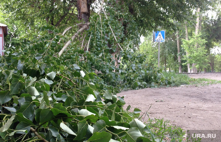 Тюмень. Поваленные деревья. Сильный ветер. 17.06, ураган поваленные деревья