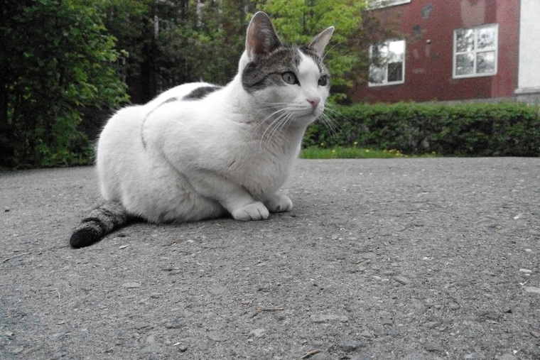 Ученый кот Марсик — любимец всего Пермского госуниверситета