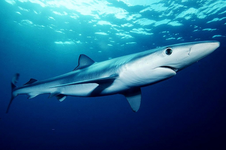 В первый раз акулу увидели 24 июня
