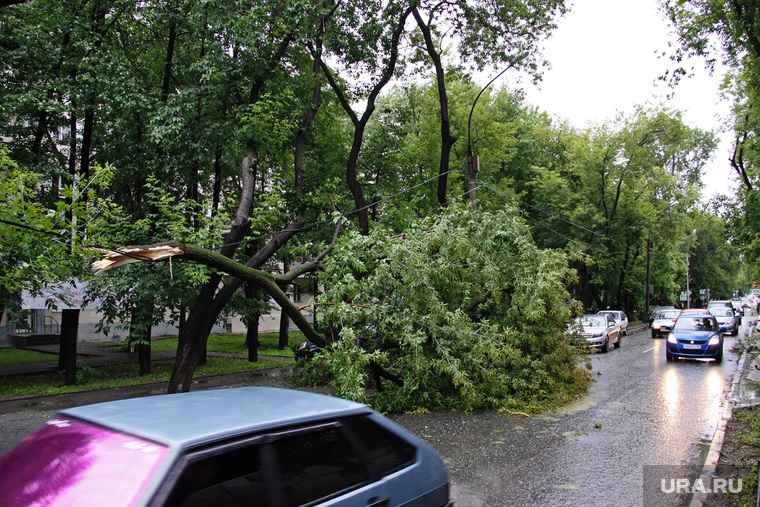 Упавшее дерево на Бажова. Екатеринбург, проезжая часть, сломанное дерево, упавшее дерево