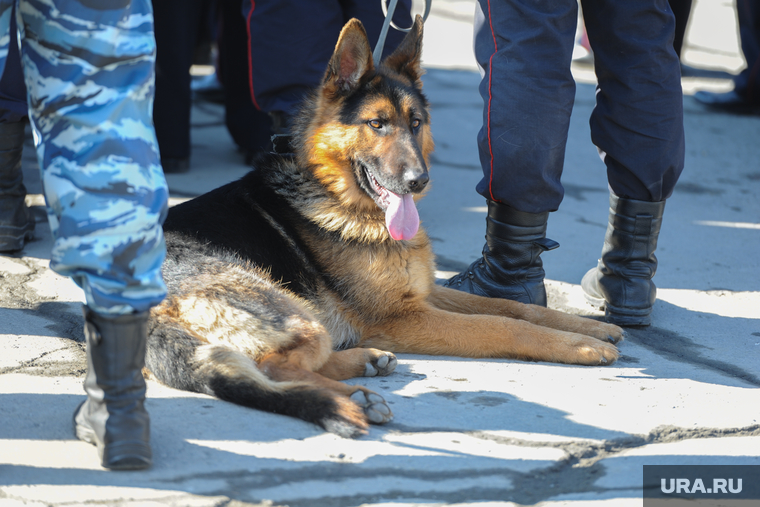 Демонстрация. Челябинск, силовики, служебная собака, полиция