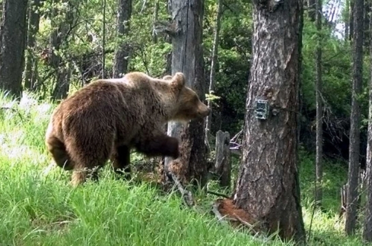 Два медведя сразу убежали