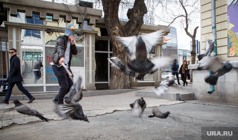 Новый сотрудник музея истории Екатеринбурга человек-антиголубь, голуби, городские птицы