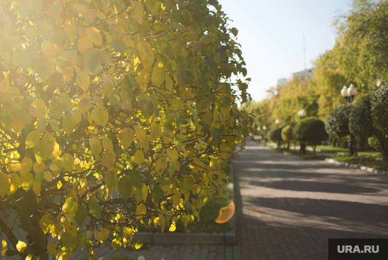 Осенний Екатеринбург, деревья, листва, желтые листья, осень