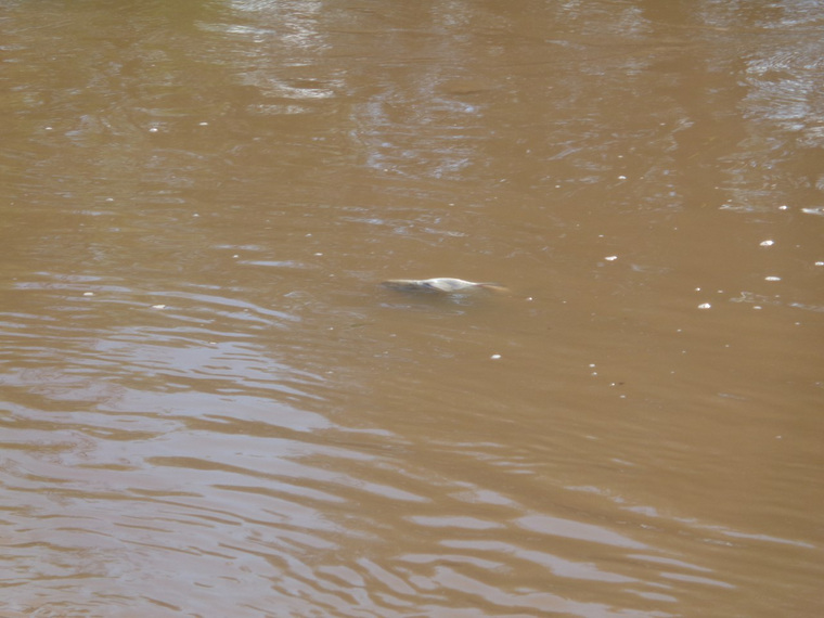 Причиной гибели рыбы в Нердве стали вредные вещества, которые могут попасть в Каму