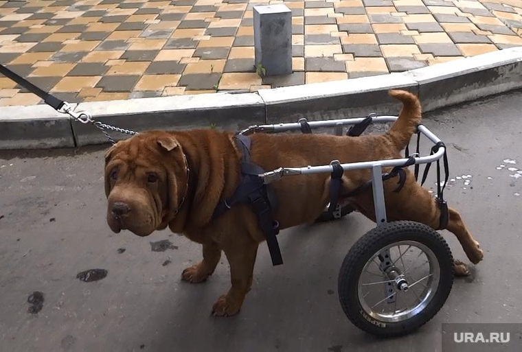 Коляска для собаки инвалида