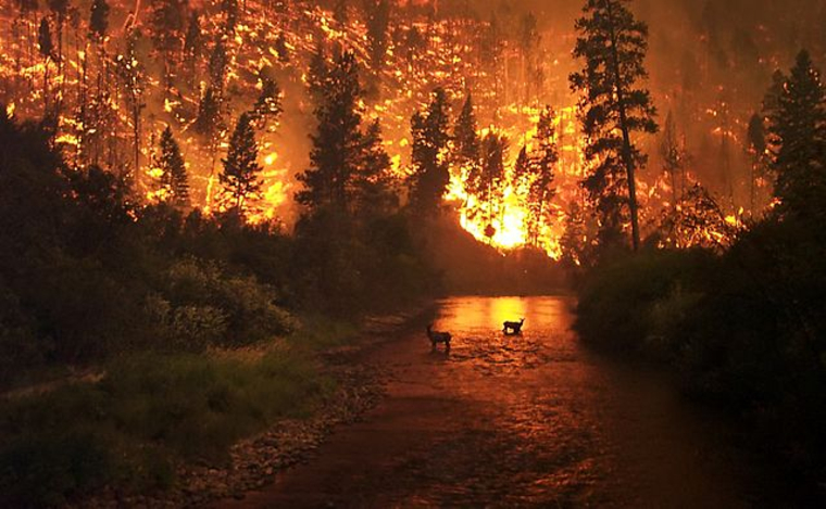 В ЯНАО лесные пожары бушуют второй год подряд