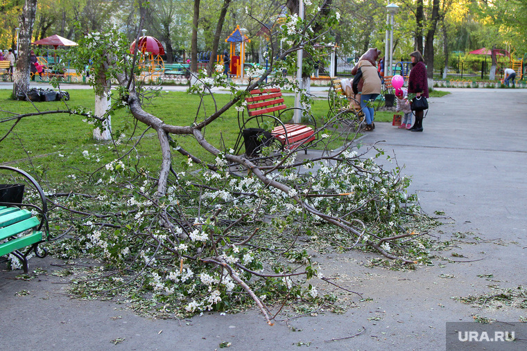Сломанное дерево в детском парке
Курган, сломанное дерево