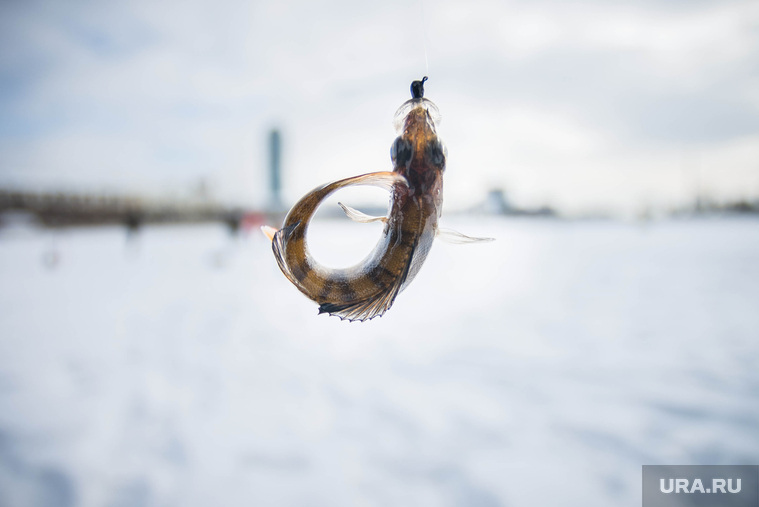Алекс Клэр рыбачит посреди Екатеринбурга, рыба, зимняя рыбалка, окунь