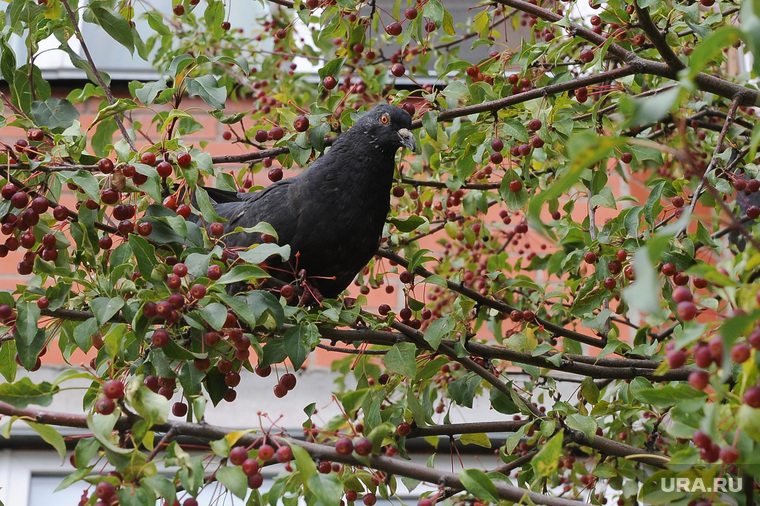 Голубь ест ранетки Осень Челябинск, птица, голубь