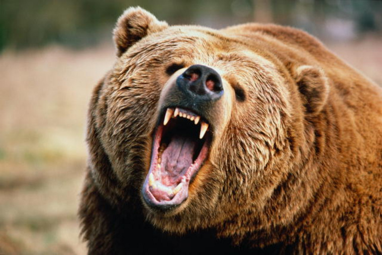 Из-за холодного лета медведи атакуют тюменские села