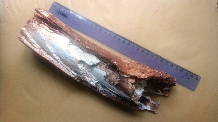 Фрагмент бивня мамонта был обнаружен при ремонте дороги в поселке Майский