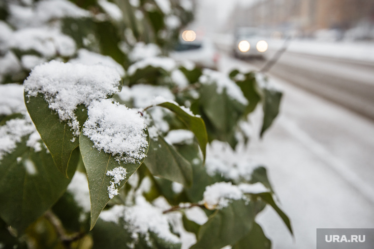 Снегопад. Екатеринбург, снег, холод, зима, первый снег, зеленые листья, осень