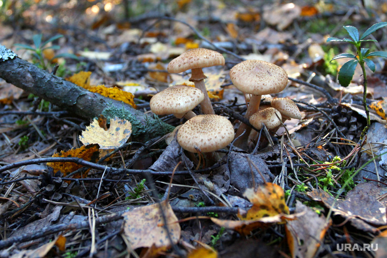 Осенняя природа, разное
Курган, грибы, осенний лес, опята