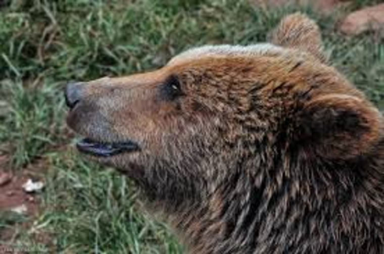 Местные жители испугались того, что в округе завелся медведь-людоед