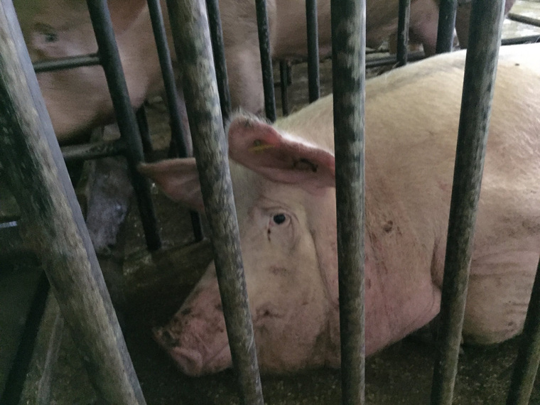 Судебные приставы спасли свиноматок от смерти