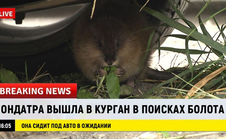 Ничего не подозревающий зверек выразил настроения жителей Кургана