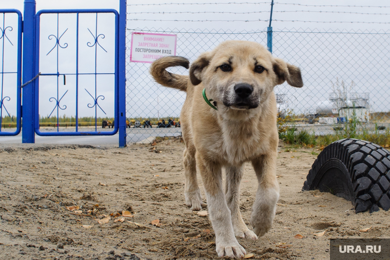 Поселок Тазовский, Новый Уренгой, Ямало-Ненецкий автономный округ, проход запрещен, закрытая территория, щенок, сторожевой пес, осторожно злая собака, охраняемая зона