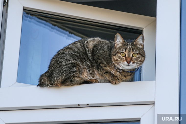 Разное Курган
, кот на окне