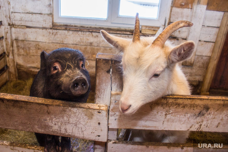 Шапшинское урочище. Ханты-Мансийский район, свинья, коза, домашние животные