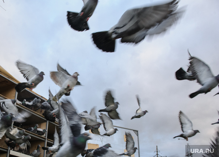 Соревнования почтовых голубей. Берёзовский, голуби, городские птицы, почтовые голуби