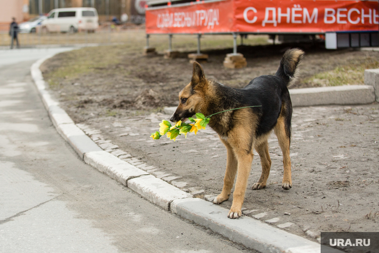Первомайская демонстрация на проспекте Ленина. Сургут, букет, 1 мая, с днем весны, собака с цветами