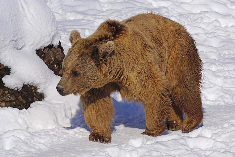 Открытая лицензия от 09.10.2017. Медведи, медведь, хищник, бурый медведь, дикий зверь