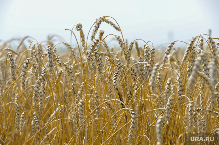 Дубровский и пшеница Челябинск, пшеница, урожай