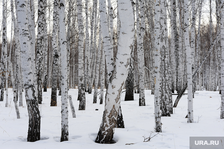 Подкормка косуль в Бродокалмакском заказнике.Челябинск, снег, зима, деревья, лес, березы