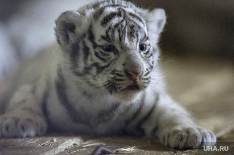 Белые бенгальские тигрята родились в Екатеринбургском зоопарке. Екатеринбург, зоопарк, тигрята, бенгальские, дикие животные, хищники, редкий вид