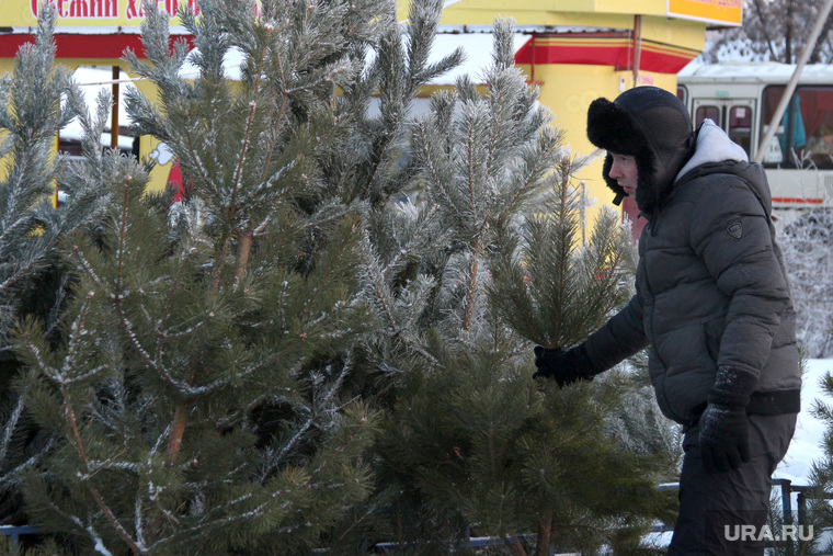 Минобороны закупает новогодние елки за сотни тысяч. Доплачивают за 