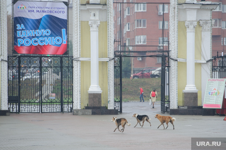 Встреча с матерью Басаргина в парке Маяковского. Екатеринбург, собаки, парк маяковского, бездомные животные, бродячие собаки, стая собак