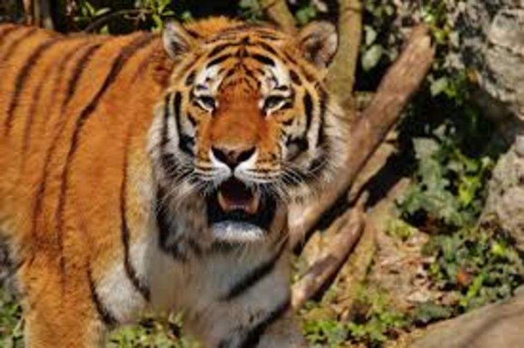 Тигр напал на китаянок в сафари-парке Пекина