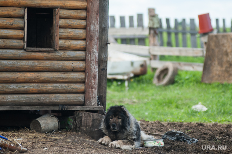 Многодетная семья фермеров из Нижнего Тагила. Свердловская область, деревня Черемшанка, собака, деревня, пес, село, дворовая собака
