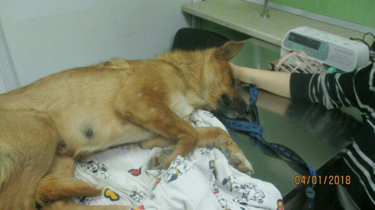 Одну собаку ветеринарам все же удалось спасти