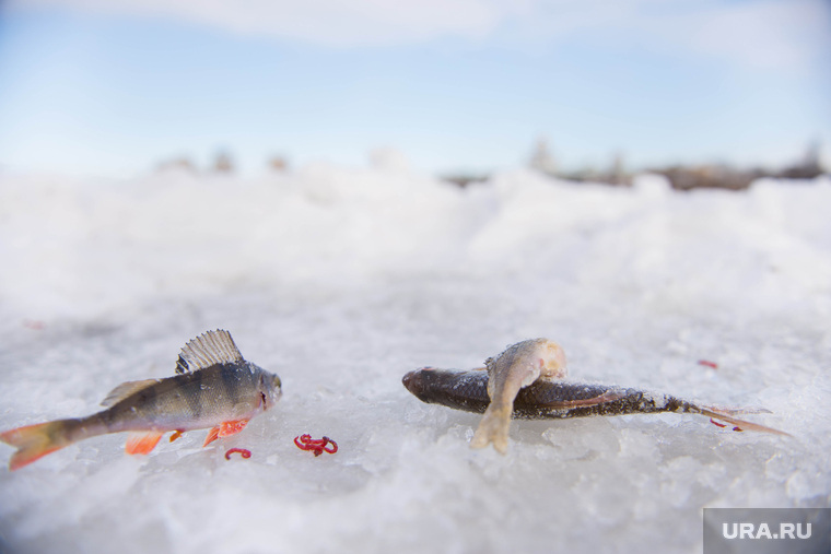 Алекс Клэр рыбачит посреди Екатеринбурга, рыба, зимняя рыбалка, окунь