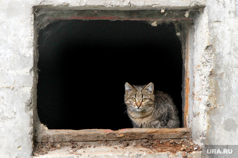 Фото - разное
Курган, котенок, окно в подвал