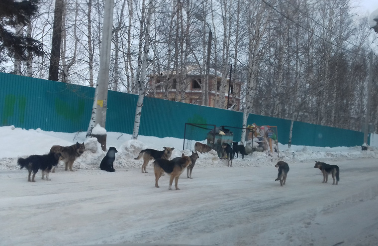 Стая собак пугает жителей Нижневартовска