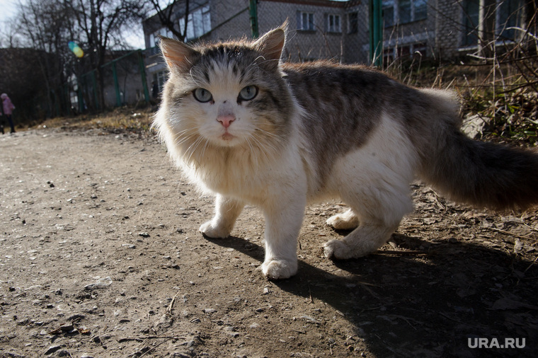 Клипарт. Екатеринбург, бродячие животные, уличный кот