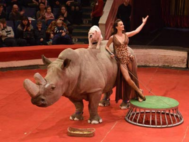 Чтобы не травмировать носорога Бонни и других артистов, «Жираф шоу» спасается бегством из Екатеринбурга