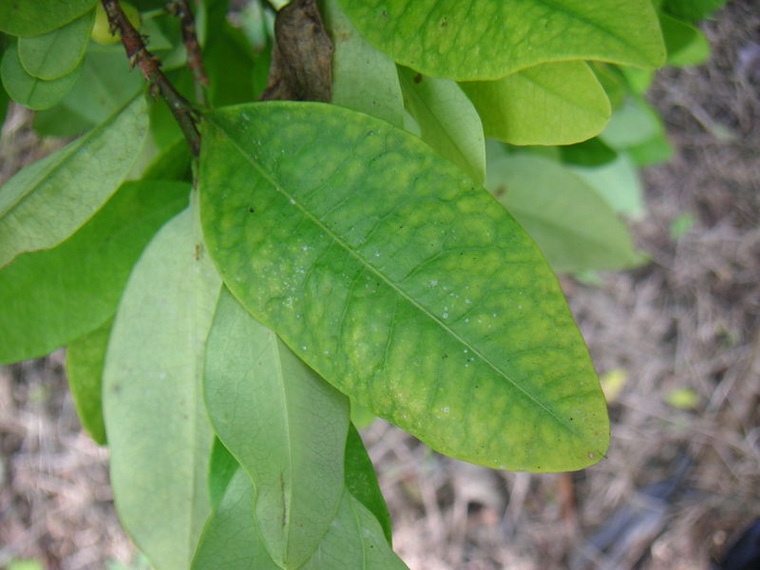 Листья коки, произрастающей в Южной Америке, являются сырьем для производства кокаина
